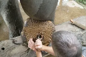 大象脚掌受伤穿孔，饲养员上演“花式修脚”视频封面