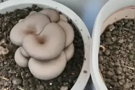 怎么用菌棒种蘑菇，兵哥的这方法简单粗暴，蘑菇产量也不错视频封面