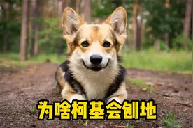 原来柯基刨地，是为了这几件事！