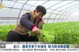 定陶农技专家走进蔬菜大棚，指导种植户科学防范大风，守护菜篮子视频封面