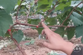 今年葡萄没有管理好，副梢粗度达不到，可不可以采用主枝挂果？视频封面