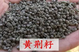 黄荆籽对失眠有帮助，很多人喜欢用它装枕头，你觉得怎么样？