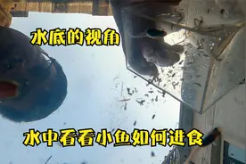 养了一群蚊子幼虫，捞出来喂小鱼，一口屯一个把我都看饿了视频封面