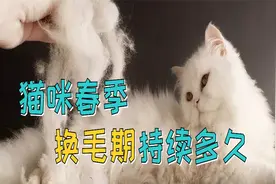 猫咪春季换毛期持续多久
