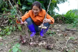 美人蕉的根用途多，被称之为淀粉之王， 根淀粉价格每年都在涨