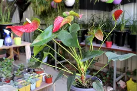 红掌变“绿掌”，原来是缺了“它”视频封面