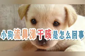 小狗流鼻涕干咳是怎么回事视频封面