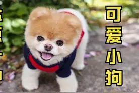 盘点十种可爱娇小的狗狗，铲屎官们心仪哪一种