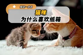 你知道为什么猫咪喜欢纸箱吗视频封面