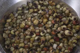 田螺里的沙子难清洗？只需放这两样东西，田螺自己把泥沙吐出来