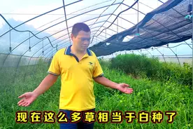 种植粉防己前期朋友不听建议，200000元钱打了水漂，怎么回事的呢