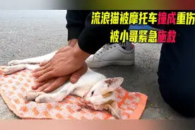 流浪猫被摩托车碾压，拼命移到道边后一动不动，眼看就要没气了视频封面