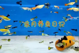 鱼缸里的小鱼不见了？是被大鱼吃掉的，网友拍下了鱼苗被吃的瞬间视频封面