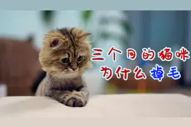 三个月的猫咪为什么掉毛