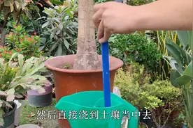 10元发财树长到2米高，浇水加点“料”，跟上修剪，才能叶绿繁茂视频封面