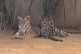 一级保护动物也“打工”动物园豹子给老虎按摩