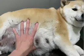 怀孕58天的柴犬，马上要生了奶水多的都溢出来，用手就能摸到胎动视频封面