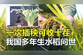 福音：一次插秧可收十茬，我国科学家研究出“多年生水稻”！