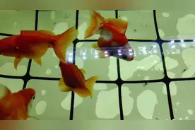 鎏金金鱼被我喂多了，两条直接在鱼缸里肚皮朝天，这可怎么办？视频封面