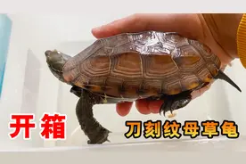 又入龟！开箱一只刀刻纹母草龟，聊聊网上买龟到家如何操作