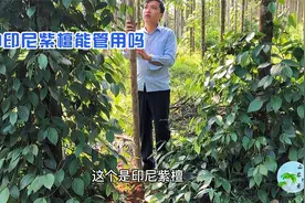 山农琼肴：槟榔即将谢顶，附着在上面的胡椒怎么办？拿什么来拯救视频封面