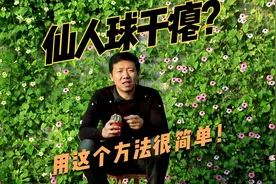 仙人球越养越“干瘪”，掌握1个小窍门，恢复快速，还能开满花！