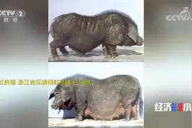 这8种地方猪，已经灭绝！你都知道吗