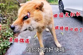 半路偶遇田园犬松松，眼睛伤势恢复得很好，那个大窟窿也长满肉了视频封面