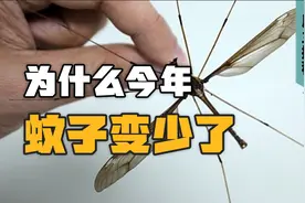 为什么今年蚊子变少了，入秋了会反扑吗？视频封面