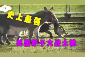 你们知道吗在美国驴子竟然是用来保护牲畜的，被用来和土狼战斗。视频封面
