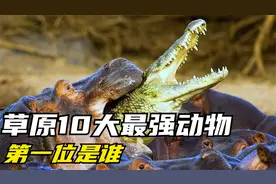 草原上十大最强动物排行，河马性情不定，狮子屈居第二！