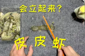 用一根筷子就能让“皮皮虾”立起来，是真的吗？买点回来试一试视频封面