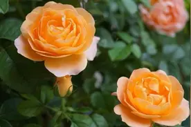 月季“花苞”数量少，除了“施肥”催花，还有这两个“小方法”视频封面