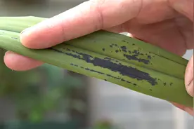 兰花炭疽病，代森锰锌也无失手？用这种药喷，3次就搞定