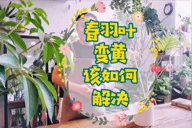 龙鳞春羽，不经意间的黄叶原因其实很简单