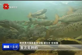 时隔20年 数千尾秦岭细鳞鲑再现黑河河道视频封面