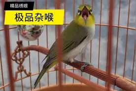 杂喉花脸绣眼大唱，学四喜仿雀噪花口连连唱不停，清晰流畅有激情