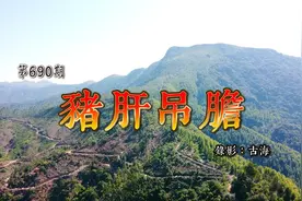 广西陆川勾头嶂，吕氏猪肝吊胆出自黄配天