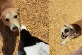 女子回家狗子没认出来追着咬，认出来后一脸谄媚，表情丰富惹爆笑视频封面