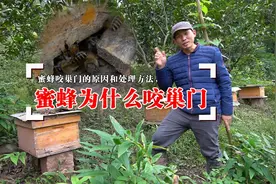 蜜蜂为什么会咬巢门，怎样防止？农村养蜂人分享原因及解决方法视频封面