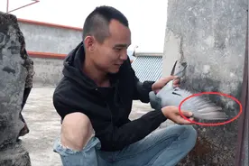 天台抓到只“至尊鸽王”小伙打开翅膀一看不得了，最少能卖10000视频封面