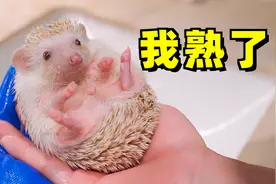 刺猬第一次洗澡害怕缩成球，主人：这么洗方便多了
