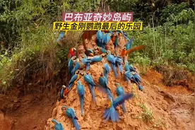 巴布亚奇妙岛屿，野生金刚鹦鹉最后的乐园视频封面