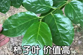 柿子叶有3种美味吃法，好多人不知道？我从小就是这样吃的