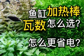 加热棒瓦数怎么选？鱼缸加热棒瓦数越大越好？水族器材可别选错了
