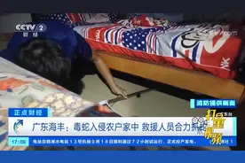 广东海丰：毒蛇入侵农户家中，救援人员合力抓蛇|正点财经视频封面