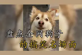 盘点全网那些狗子的搞笑名场面，这不就是名牌大学的好苗子吗！