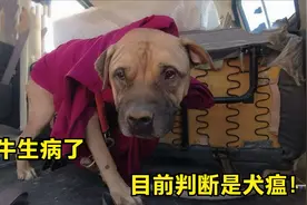 阿牛生病3天不吃不喝，没想到是犬瘟肺炎，三马倾家荡产也要治疗视频封面