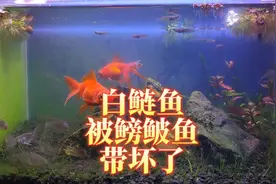 鳑鲏鱼是带节奏高手，白鲢鱼被带偏了，金鱼鳑鲏不能一起混养原因视频封面
