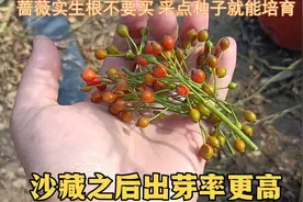 蔷薇实生根不要买，采点种子就能培育，沙藏之后出芽率更高